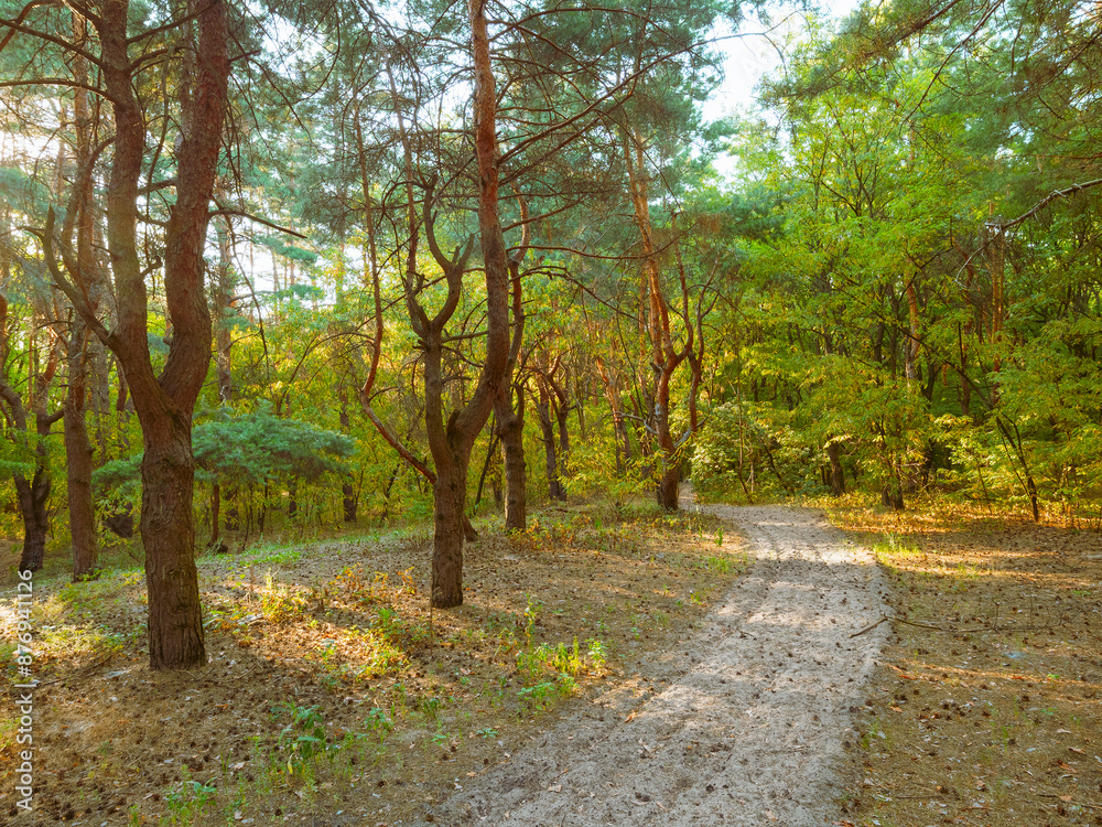 An empty dirt country road, a path for hiking through the green forest, park An empty dirt country road, a path for hiking through the green forest, park