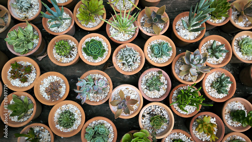 Many small succulent plants are rearranged into the shape of potted plants against a background of black sand and white stones. banner