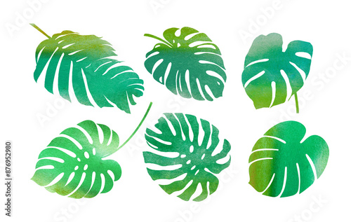 Watercolor  monstera green leave isolated on a transparent background. Watercolor illustration of palm tropical leaves , plants, greenery , tropical exotic leaf for Hawaii style wallpaper.