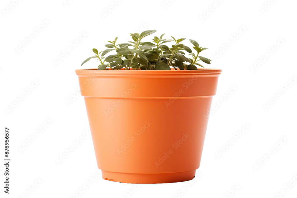 A Single Potted Plant In A Bright Orange Pot On A White Background on a White or Clear Surface PNG Transparent Background