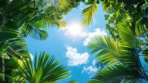 A sunny tropical background with palm trees and a blue sky. A view from below