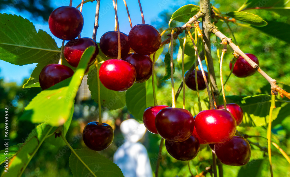 Closeup of Nature view of green leaves and cherry on blurred greenery background in forest. Leave space for letters, Focus on leaf and shallow depth of field. High quality photo