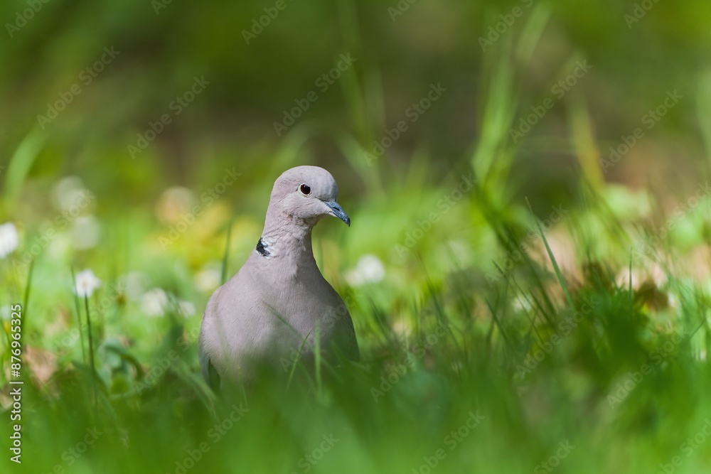 A Eurasian collared dove walks in the grass. Streptopelia decaocto A Eurasian collared dove walks in the grass. Streptopelia decaocto