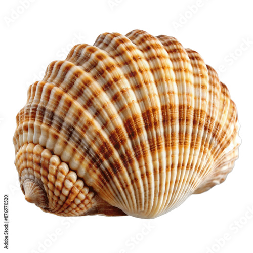Empty seashell isolated on transparent background