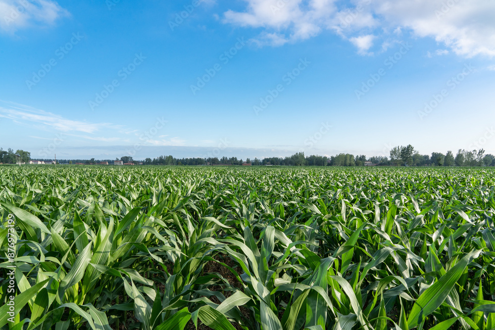 Green corn field with blue sky background. Green corn field with blue sky background.