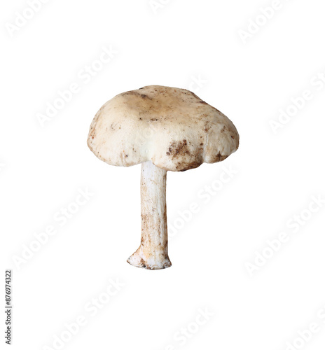 Edible natural mushrooms with transparent image. photo