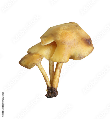 Poisonous mushrooms with transparent image.