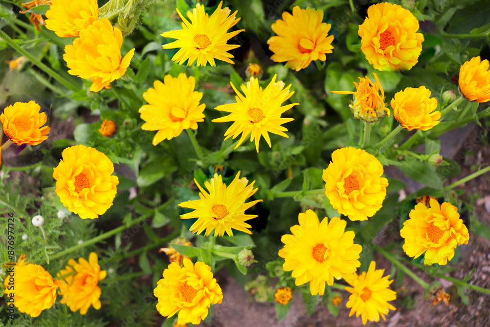 medicinal calendula flowers among green grass medicinal calendula flowers among green grass