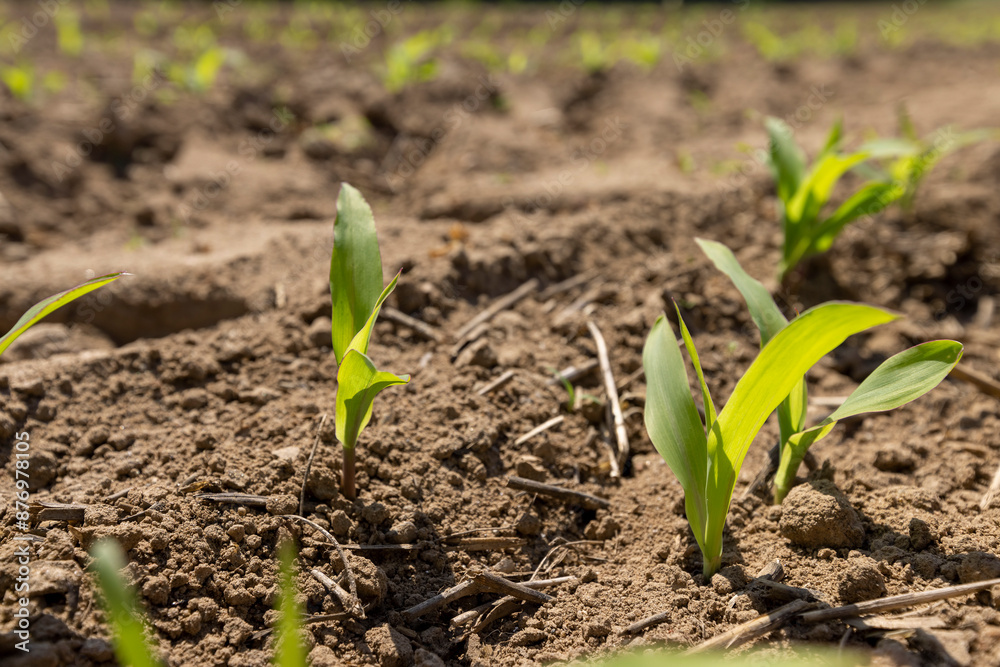 corn sprouts in sunny spring weather corn sprouts in sunny spring weather