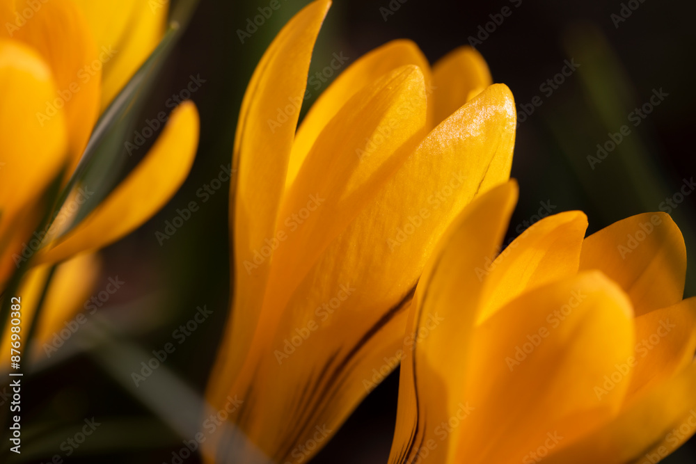 details of orange flowers in close-up in spring details of orange flowers in close-up in spring