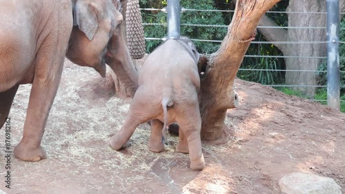 Elephants Interacting Near Tree in Melbourne