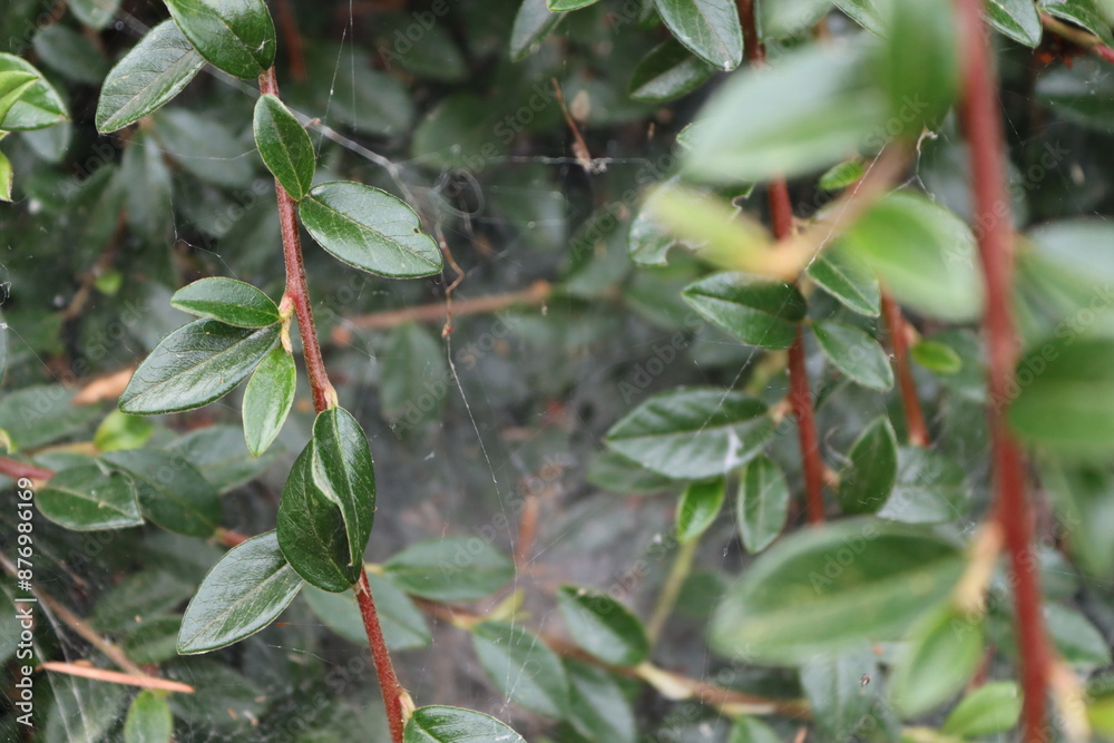 A close-up photo of a delicate spiderweb, shimmering in the light, draped over a bush with vibrant green leaves and red stems. A close-up photo of a delicate spiderweb, shimmering in the light, draped over a bush with vibrant green leaves and red stems.