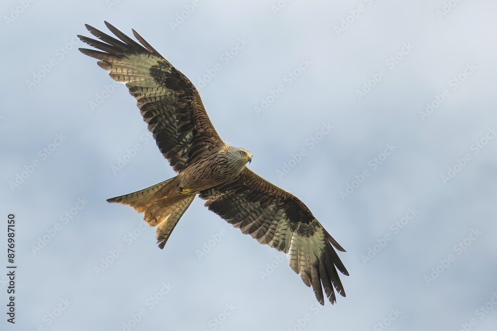 Obraz premium red kite in fly on a sky background
