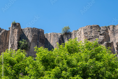 Forest in the canyon photo