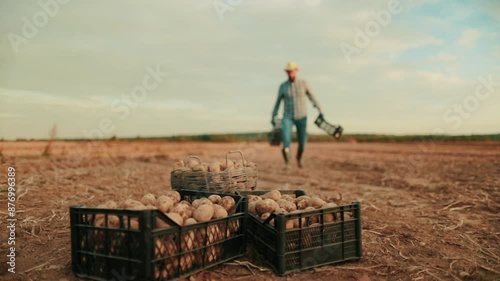 A farmer carries and stacks boxes of potatoes in the field. The concept of agriculture.