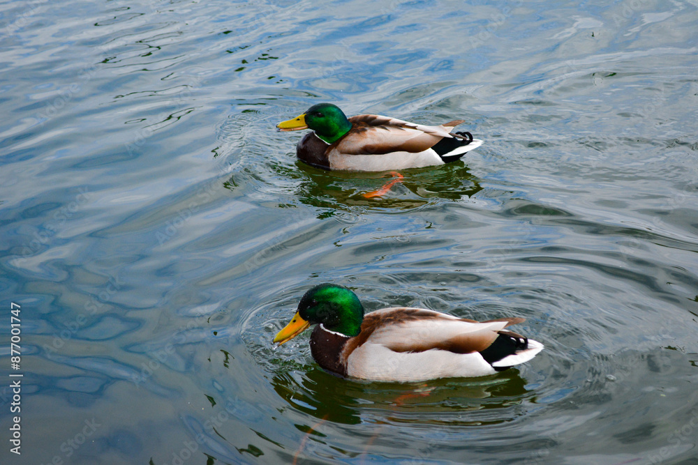 Fototapeta premium ducks in the water