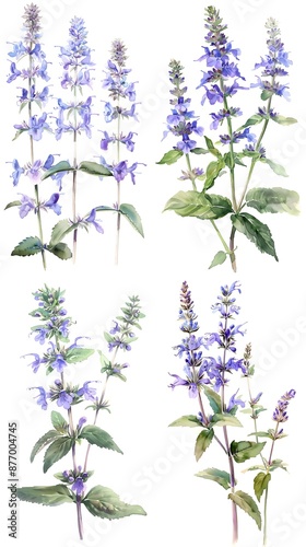 Set Of Catmint Nepeta Flower Watercolor Illustration On White Background