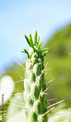 Detalle de cactus con puas photo