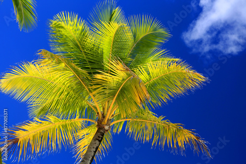 Palm tree, Le Bora Bora by Pearl Resort, Moto Tevairoa island, Bora Bora, French Polynesia, South Pacific, Pacific photo