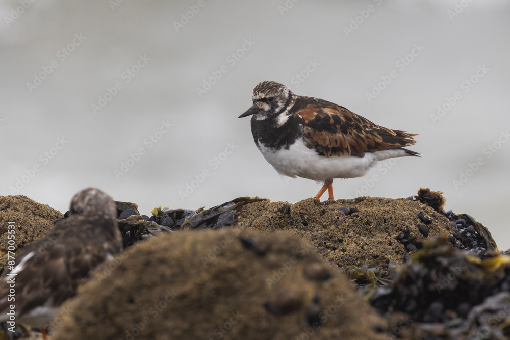 Ruddy turnstone (Arenaria interpres) in summer Ruddy turnstone (Arenaria interpres) in summer