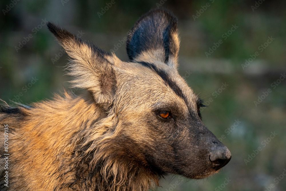 African wild dog (Lycaon pictus), Khwai, Okavango Delta, Botswana, Africa African wild dog (Lycaon pictus), Khwai, Okavango Delta, Botswana, Africa