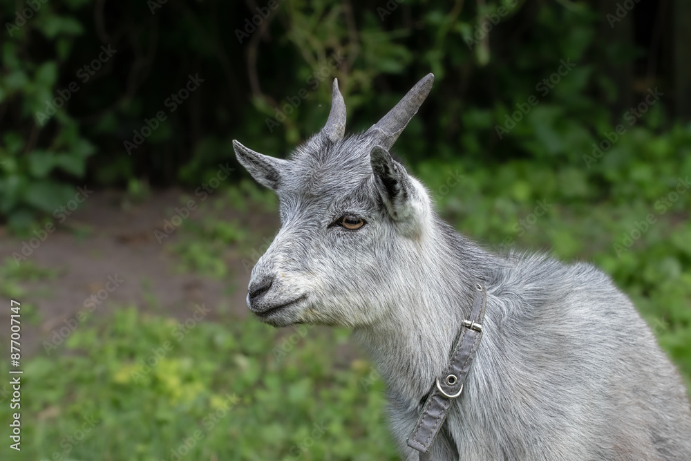 Portrait of a little goat.Funny little goat grazing on the lawn.Funny animals. Portrait of a little goat.Funny little goat grazing on the lawn.Funny animals.
