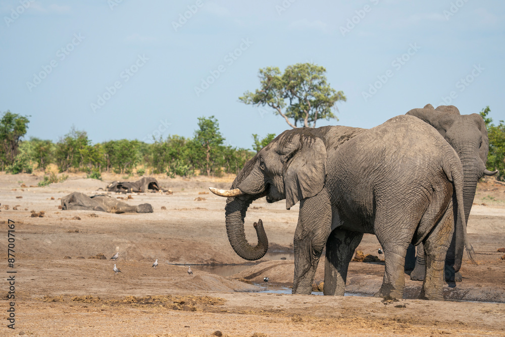 Two African elephants (Loxodonta africana) drinking at a waterhole with two elephant carcasses that have died due to drought, Savuti, Chobe National Park, Botswana, Africa Two African elephants (Loxodonta africana) drinking at a waterhole with two elephant carcasses that have died due to drought, Savuti, Chobe National Park, Botswana, Africa
