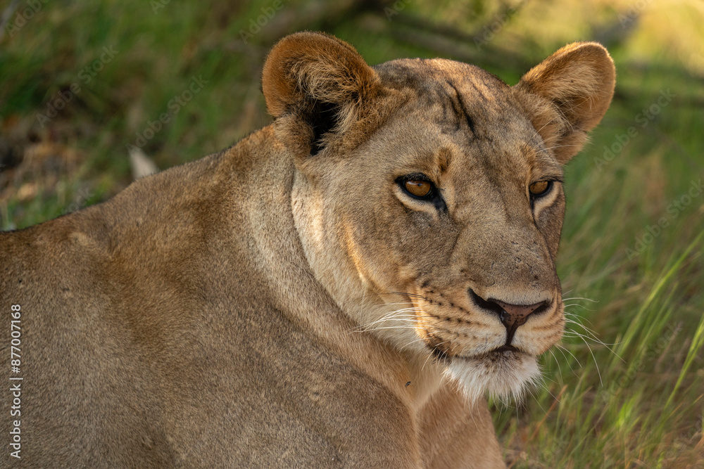 Lioness (Panthera leo), Khwai, Okavango Delta, Botswana, Africa Lioness (Panthera leo), Khwai, Okavango Delta, Botswana, Africa
