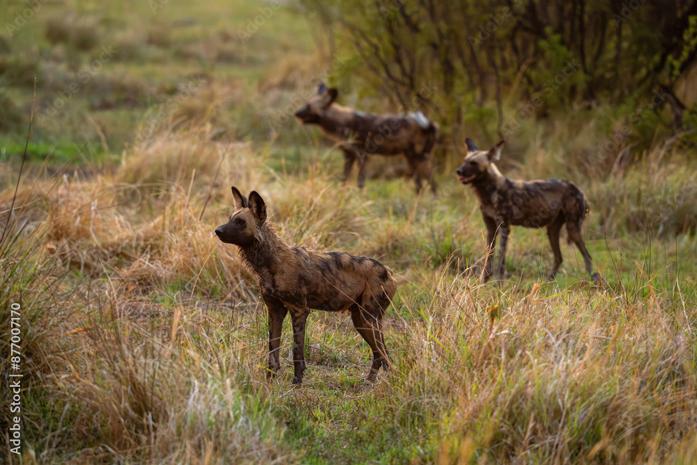 African wild dogs (Lycaon pictus), Khwai, Okavango Delta, Botswana, Africa African wild dogs (Lycaon pictus), Khwai, Okavango Delta, Botswana, Africa
