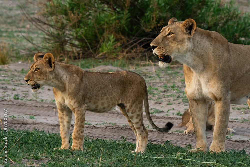 Lioness (Panthera leo) and cub, Savuti, Chobe National Park, Botswana, Africa Lioness (Panthera leo) and cub, Savuti, Chobe National Park, Botswana, Africa