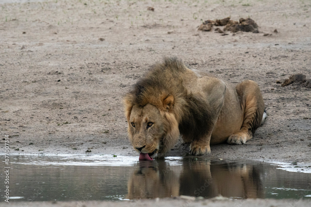 Lion (Panthera leo) drinking at a waterhole, Savuti, Chobe National Park, Botswana, Africa Lion (Panthera leo) drinking at a waterhole, Savuti, Chobe National Park, Botswana, Africa