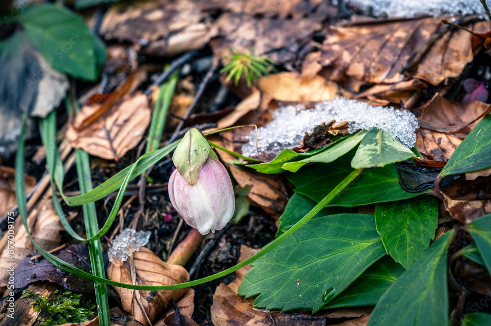 Valbruna and Val Saisera at the end of winter. Between the snow and the first flowers of the new season Valbruna and Val Saisera at the end of winter. Between the snow and the first flowers of the new season