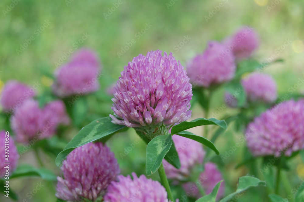close-up clover on a floral background, macro close-up clover on a floral background, macro