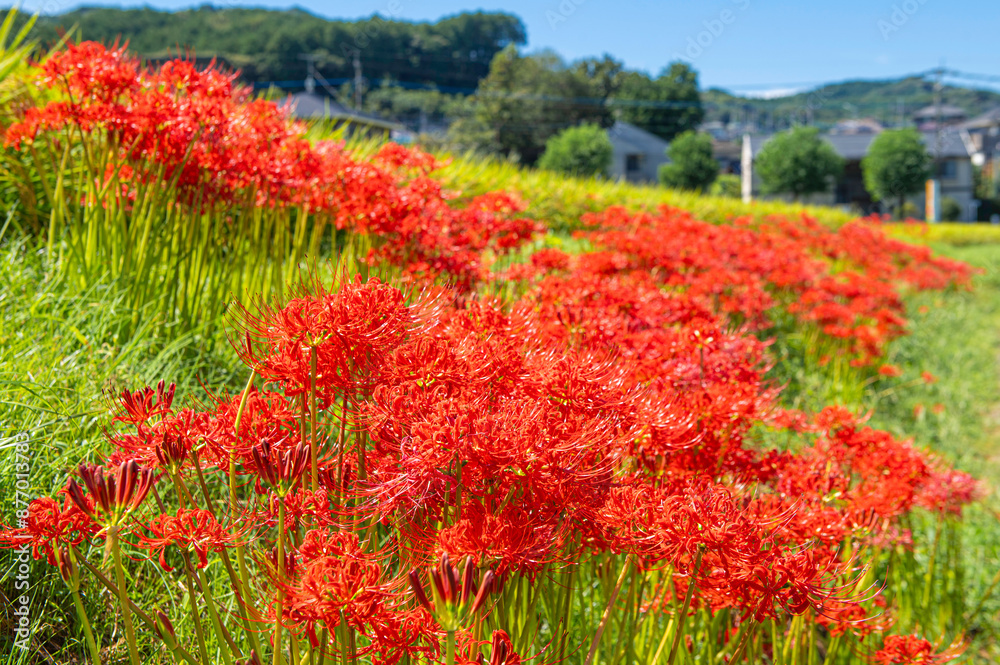 大野城牛頸の田園地帯に咲くヒガンバナ