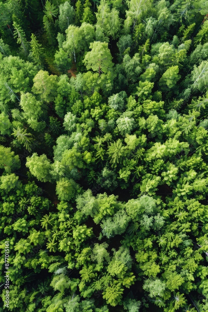 Forest from above Forest from above