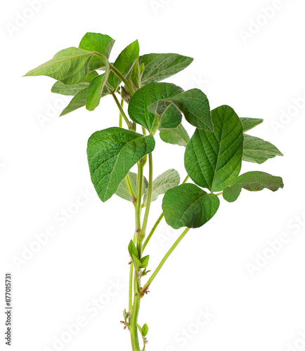 Green soybean bush isolated on white background. Soy bean plant.