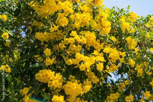 Yellow trumpet flowers on tree branch