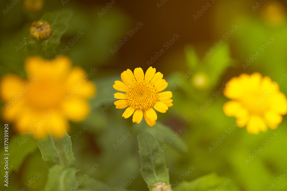 delicate natural flowers in bright colors