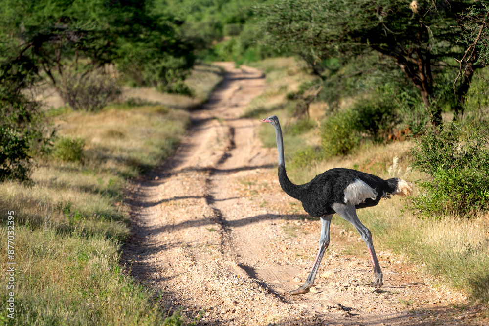 Somali ostrich in samburu national park