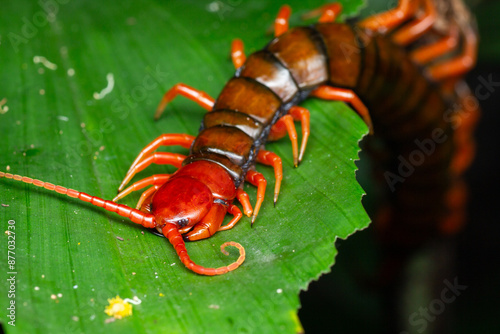 A macro photo for Giant centipede (Scolopendra sp.) on green leaf. The caterpillar is red in colour.  photo