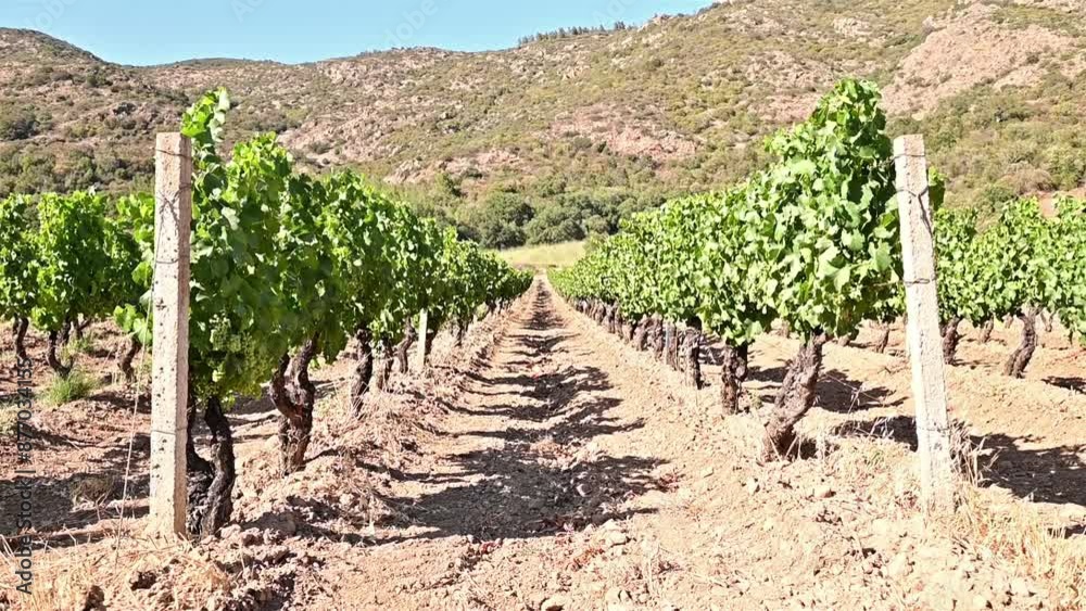 Rows of a beautiful vineyard for the production of wine grown in Sardinia, Italy. Traditional agriculture. Footage. Rows of a beautiful vineyard for the production of wine grown in Sardinia, Italy. Traditional agriculture. Footage.