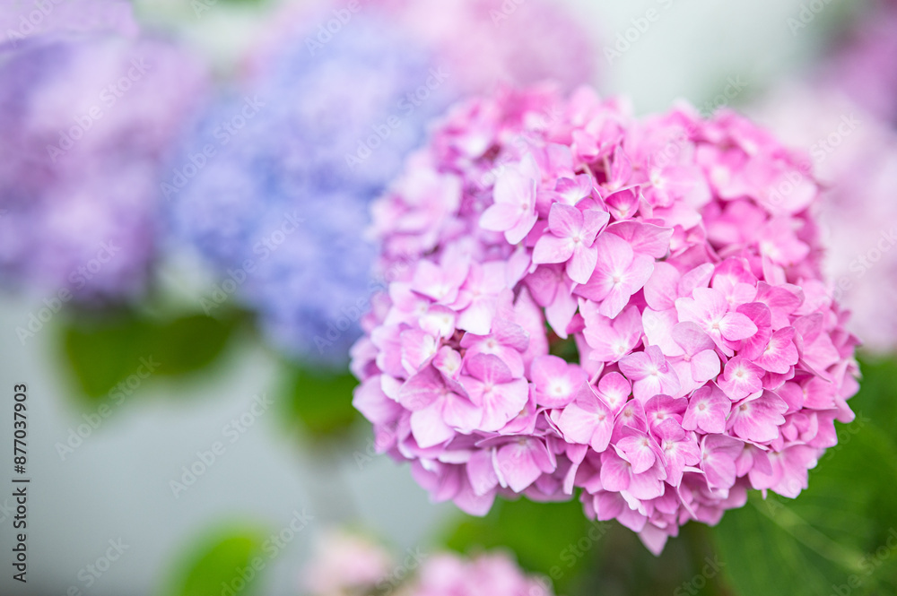 Pink hydrangea blooms