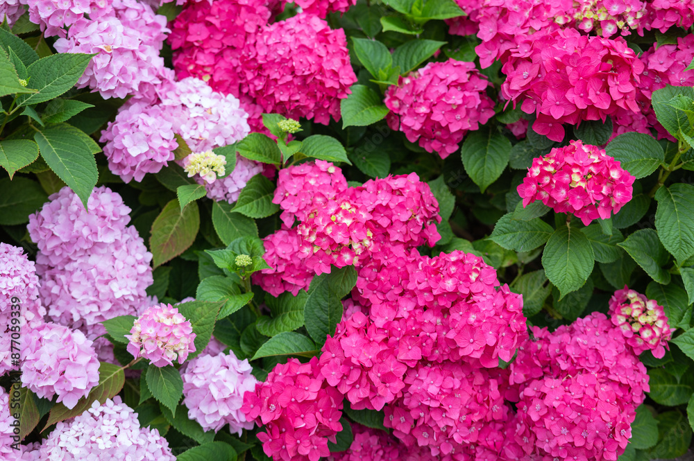 Hydrangea in the garden, background Hydrangea in the garden, background