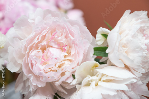 Obraz na płótnie beautiful pink peony Mademoiselle Leonie Calo flower