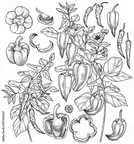 Vector set of peppers. Pepper on a branch, bell pepper, chilli, half, slices, pieces