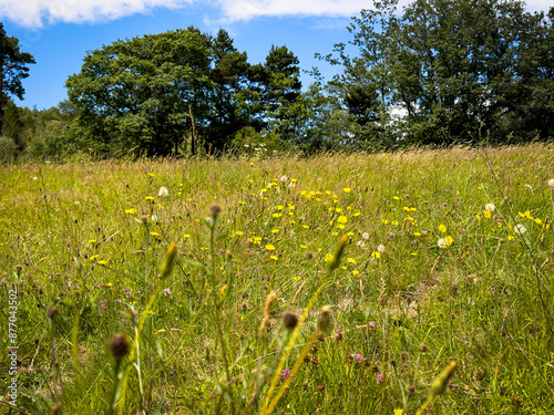 Obraz na płótnie Summer meadow in Devon, UK