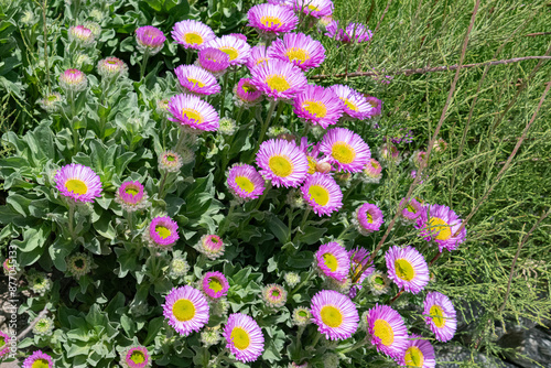 close up of pink erigeron 'sea breeze'  flowers 