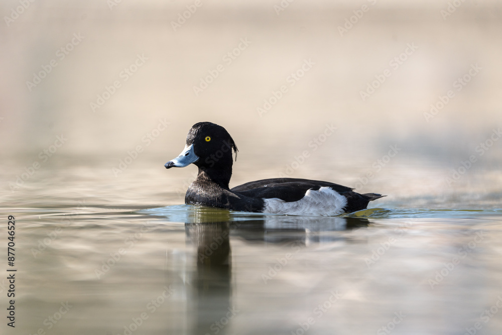 Tufted Pochard in the lake. The tufted duck (Aythya fuligula) is a small diving duck with a remarkable gold-yellow eye. Tufted Pochard in the lake. The tufted duck (Aythya fuligula) is a small diving duck with a remarkable gold-yellow eye.
