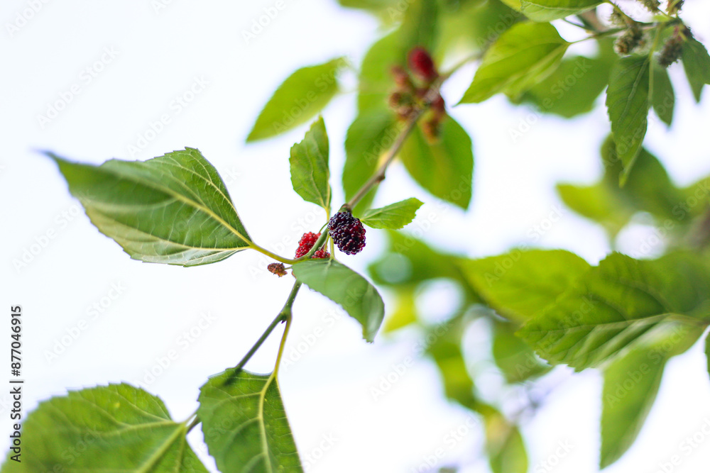 Fresh mulberry berries ripe and ready for picking on large fruit tree Fresh mulberry berries ripe and ready for picking on large fruit tree