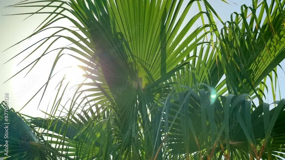 Palm trees fluttering in the wind in the sun's rays. Palm trees fluttering in the wind in the sun's rays.
